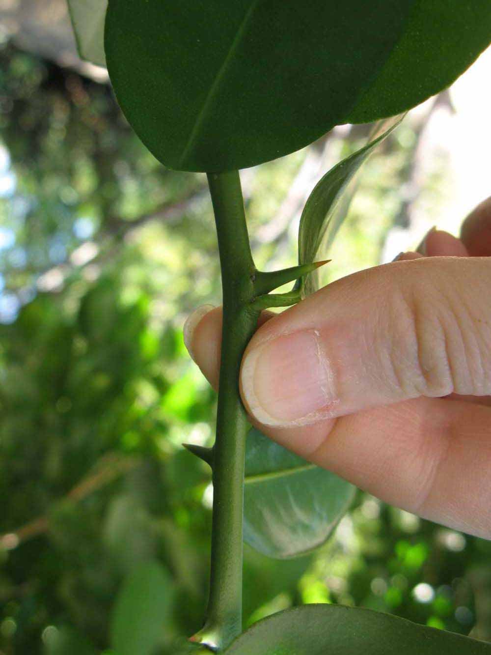            First year twig (Winter Haven, FL)   